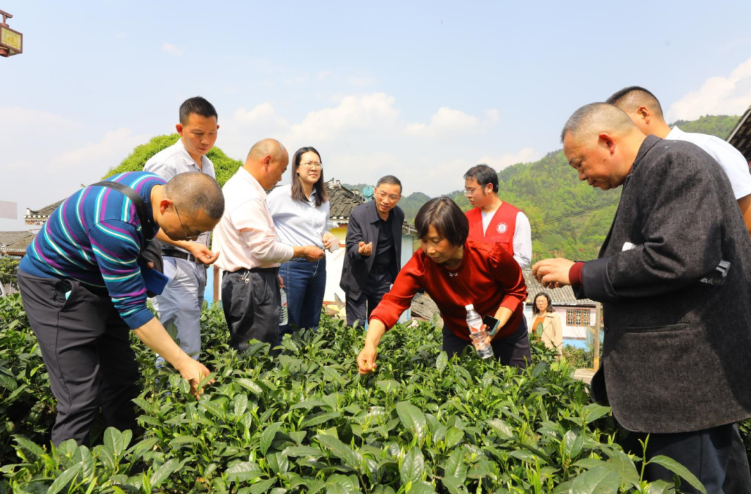 指尖助力美豐湄潭茶葉科技小院出彩出圈