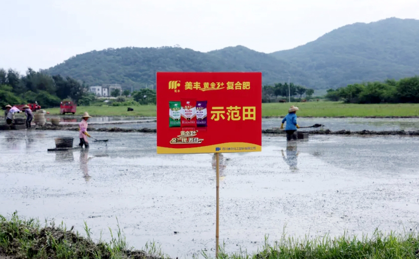 南方農(nóng)村報：美豐發(fā)力，陽江寶藏“明珠”豐收更輕松